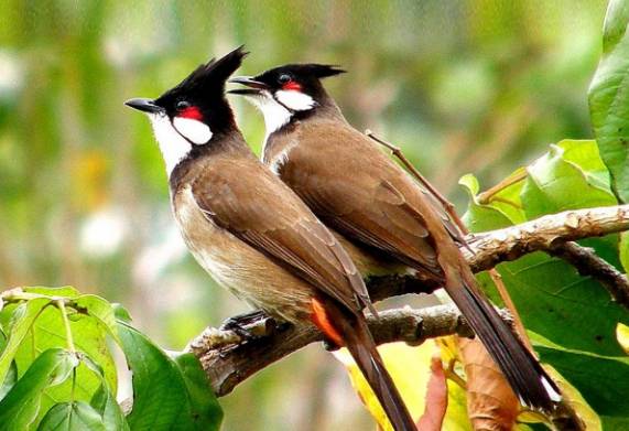 Những nguyên nhân khiến chào mào bị khàn giọng và cách chữa trị hiệu quả
