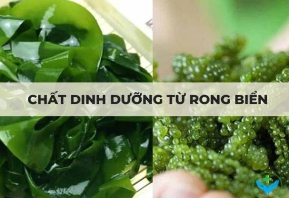 Chất dinh dưỡng từ rong biển