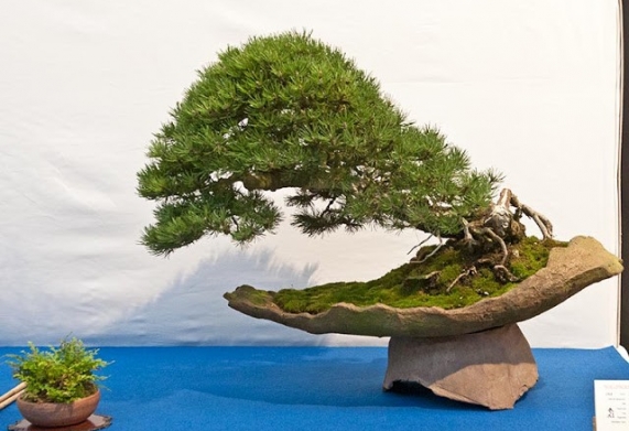 Chậu bonsai xi măng: công dụng, cấu tạo, phân loại