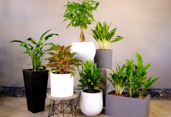 Chậu cảnh: Công dụng và cách lựa chọn chậu cây trồng phù hợp 