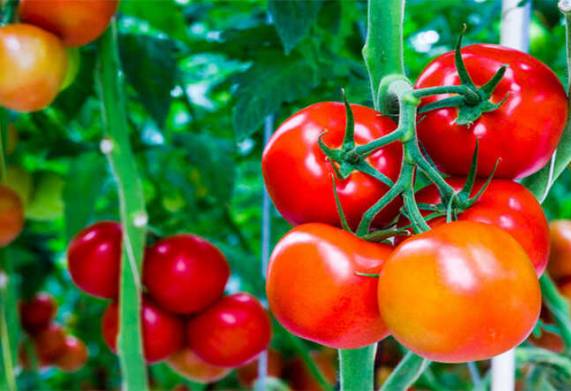 Chế độ dinh dưỡng cho cây cà chua hợp lý để cây phát triển tốt, cho năng suất cao