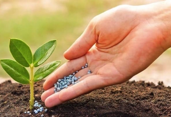Chế độ dinh dưỡng cho cây kim tiền: Thời điểm và cách bón phân phù hợp cho cây trồng trong chậu