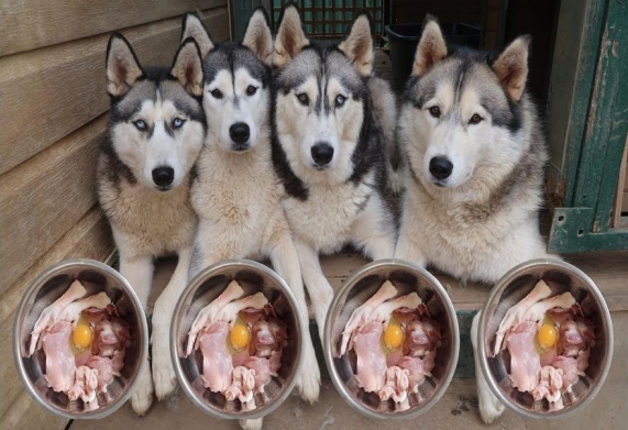 Chế độ dinh dưỡng cho chó Alaskan malamute qua từng giai đoạn phát triển