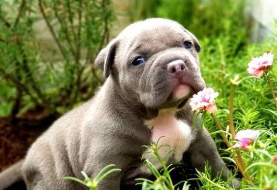 Xây dựng chế độ dinh dưỡng cho chó bully qua từng giai đoạn phát triển 