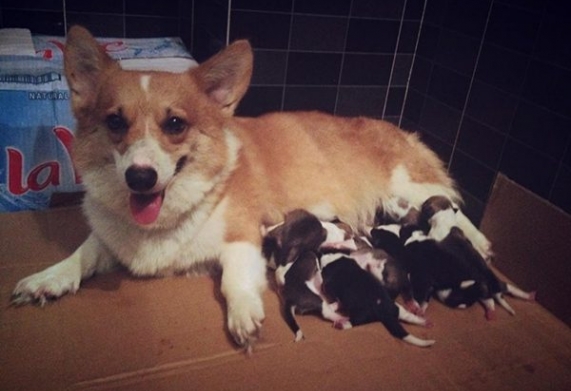 Chế độ dinh dưỡng cho chó Corgi tốt nhất qua từng giai đoạn phát triển. 