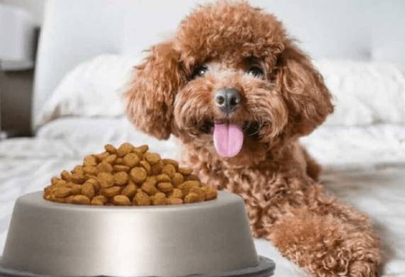 Xây dựng chế độ dinh dưỡng cho chó poodle hợp lý theo từng giai đoạn phát triển