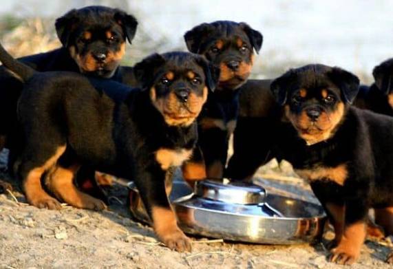 Xây dựng chế độ dinh dưỡng cho chó rottweiler hợp lý giúp chó phát triển khỏe mạnh