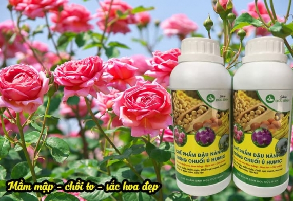 Chế phẩm đậu tương cho hoa hồng: thành phần và cách sử dụng