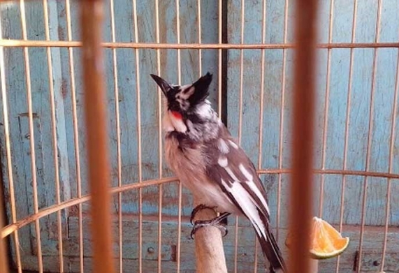 Cho chim chào mào ăn gì để căng lửa? Gợi ý các loại thức ăn kích lửa tốt cho chim