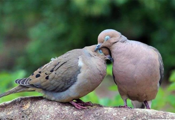 Kỹ thuật nuôi chim cu gáy sinh sản