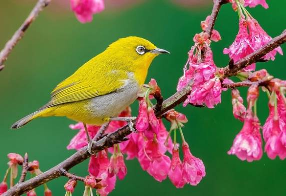 Những loài chim kiểng giá rẻ phổ biến tại Việt Nam