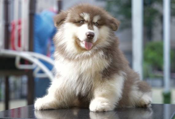 Chó alaska giá bao nhiêu? Tìm hiểu giá chó alaska và cách chọn mua chó thuần chủng