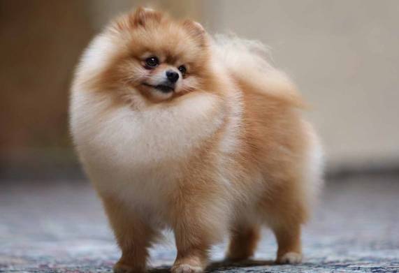 Cách nuôi, chăm sóc chó Phốc sóc (Pomeranian) đúng cách