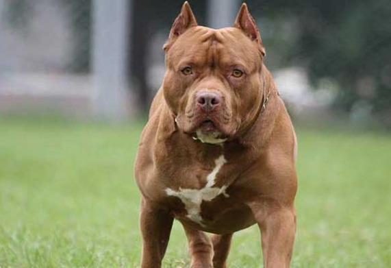 Chó pitbull: Tìm hiểu nguồn gốc, đặc điểm, các loại chó pitbull được nuôi phổ biến