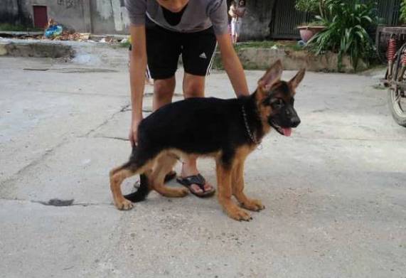 Chó con 2 chân sau yếu: Nguyên nhân và cách điều trị