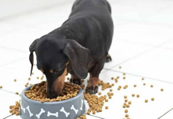 Các yếu tố cần thiết trong chế độ dinh dưỡng cho chó lạp xưởng