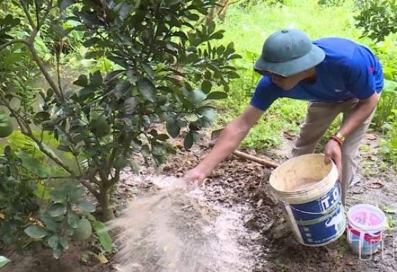 Mẹo chống rét cho cây ăn quả vào mùa đông vô cùng hiệu quả