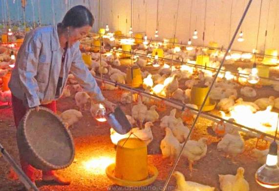 Mẹo chống rét cho gia cầm hiệu quả