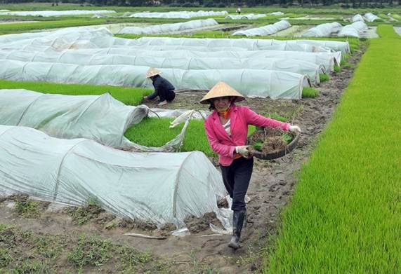 Biện pháp phòng chống rét cho lúa hiệu quả