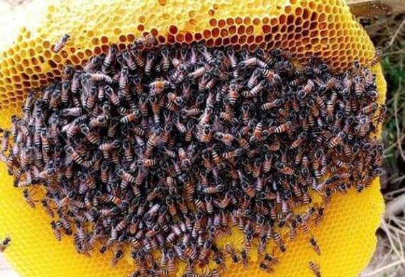 Mách bạn mẹo chống rét cho ong mật hiệu quả