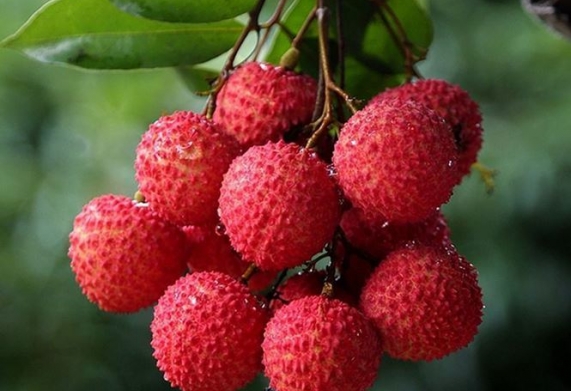 Cơ hội trở thành nhà cung cấp cho đơn hàng xuất khẩu quả vải sang thị trường Úc