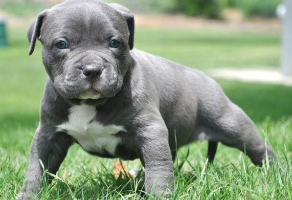 Chứng loạn sản xương hông ở chó Pitbull: nguyên nhân, triệu chứng và cách phòng ngừa