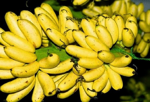 Chuối ngự Đại Hoàng: Nguồn gốc, đặc điểm và giá trị dinh dưỡng