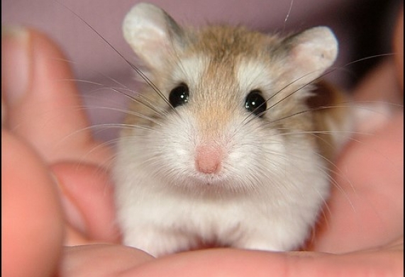 Giá bán chuột hamster bao nhiêu tiền? 