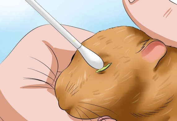 Nguyên nhân và cách điều trị mắt hamster bị lồi
