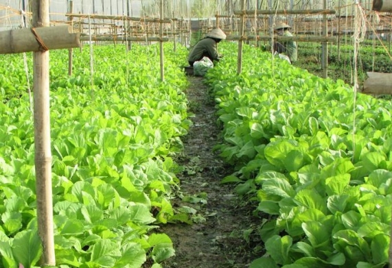 Các tỉnh phía Bắc chuyển đổi gần 18 nghìn ha cây trồng