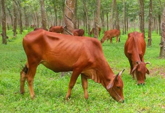 Tìm hiểu thông tin về những con bò giống hiện nay