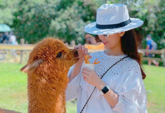 Mô hình du lịch trang trại nuôi con lạc đà alpaca độc đáo của chàng trai trẻ 