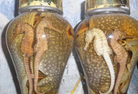 Công dụng tắc kè qua các nghiên cứu khoa học