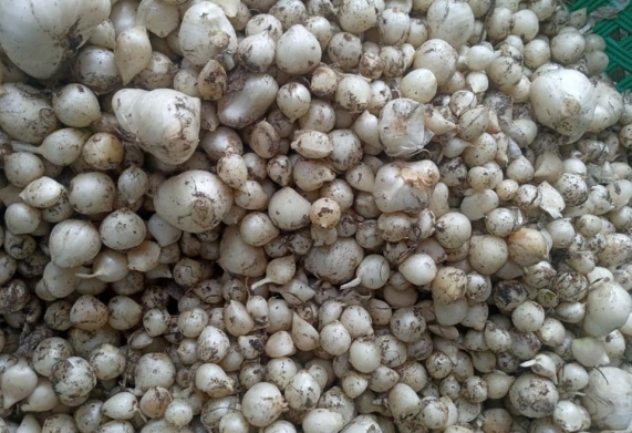 Hành tăm xứ Nghệ (củ nén)- Loại gia vị tạo nên hương vị của đặc sản vùng Hà Tĩnh - Nghệ An
