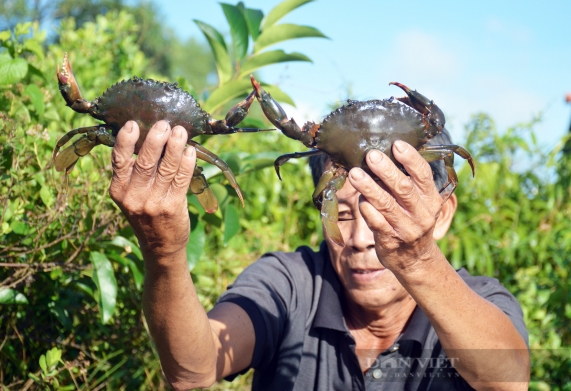 Trung Quốc đóng cửa khẩu, giá cua Cà Mau đột ngột giảm 100.000 đồng/kg