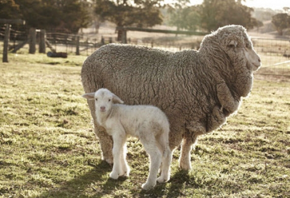 Cừu lấy lông Merino - Nguồn gốc, đặc điểm sinh học và các bệnh thường gặp