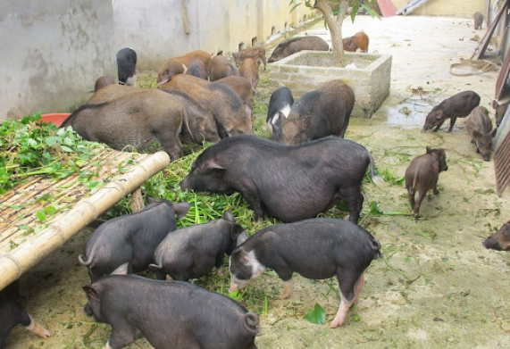 Đặc sản Lợn Mán - Những món ăn đặc sản từ Lợn Mán chiều lòng thực khách phương xa