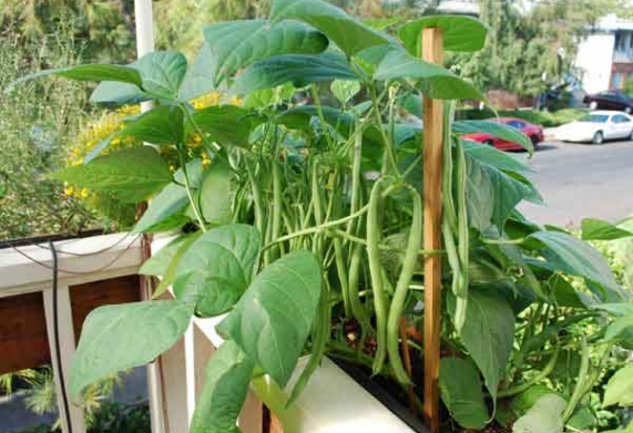 Chọn thời vụ trồng đậu cô ve lùn thích hợp