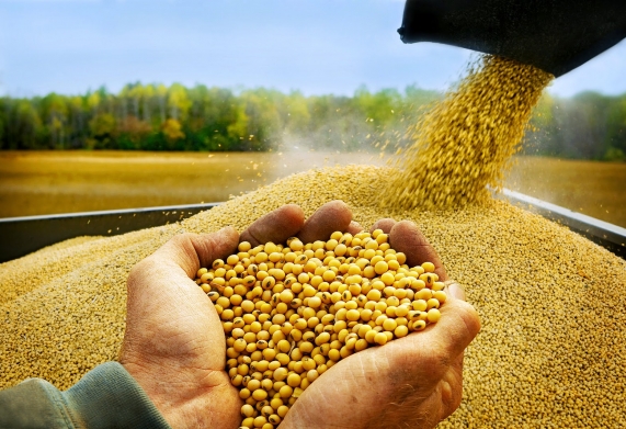 Việt Nam là cường quốc nhập khẩu nguyên liệu thức ăn chăn nuôi, vấn đề gây suy nghĩ cho ngành nông nghiệp
