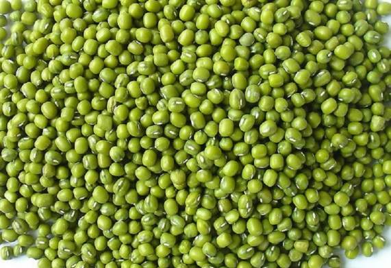 Cơ hội giao thương xuất khẩu hạt đỗ xanh sang thị trường Jordan