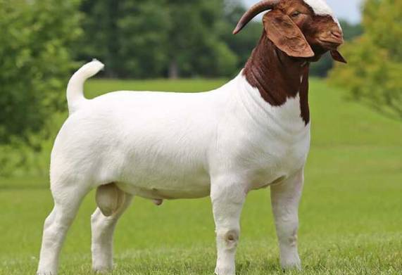 Giống dê Boer