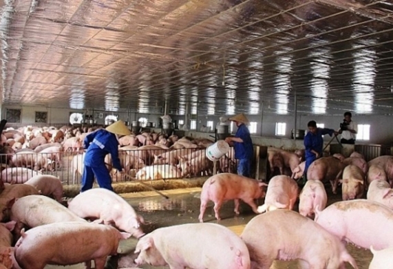BA YẾU TỐ CƠ BẢN AN TOÀN SINH HỌC TRONG CHĂN NUÔI GIA CẦM, GIA SÚC