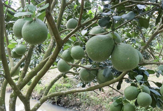 Giống bưởi da xanh - đặc điểm và nguồn gốc thích nghi của bưởi da xanh 