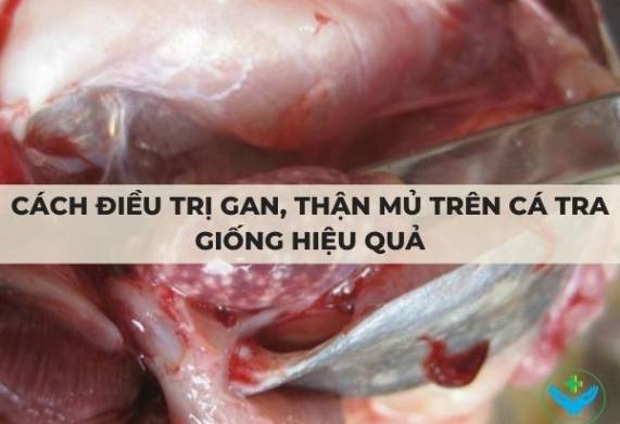 Cách điều trị gan, thận mủ trên cá tra giống hiệu quả
