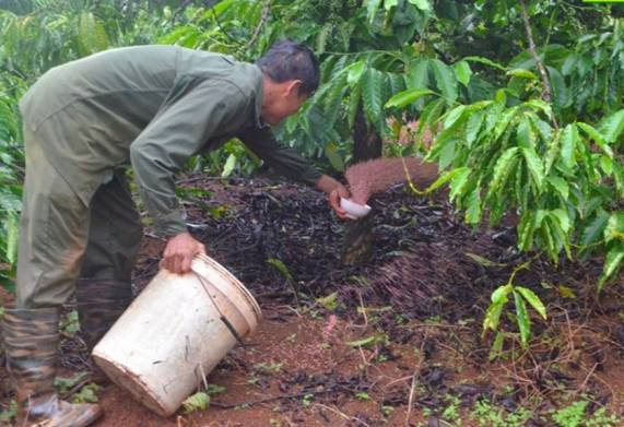 Hướng dẫn cách bón phân, bổ sung dinh dưỡng cho cây cà phê