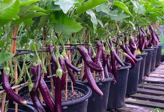Cách bón phân, bổ sung dinh dưỡng cho cây cà tím trồng thùng xốp sai quả