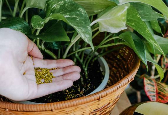 Bổ sung dinh dưỡng cho cây trồng trong chậu đúng cách, hợp lý 