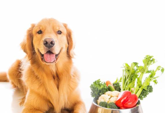 Xây dựng chế độ dinh dưỡng cho chó béo phì hợp lý