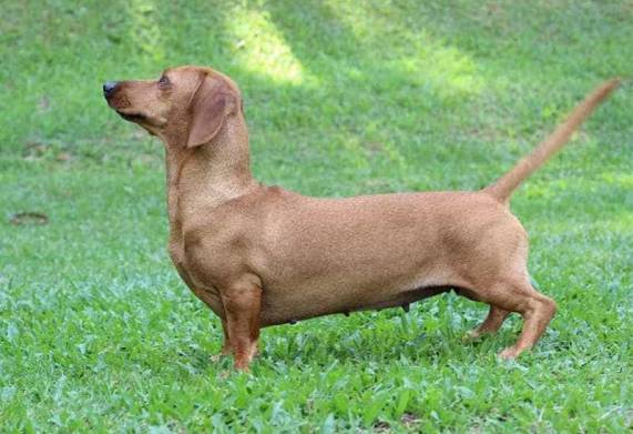 Xây dựng chế độ dinh dưỡng cho chó lạp xưởng phù hợp, đúng cách 