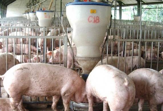 Nhu cầu dinh dưỡng của heo thịt và cách xây dựng chế độ ăn giúp heo tăng trọng 